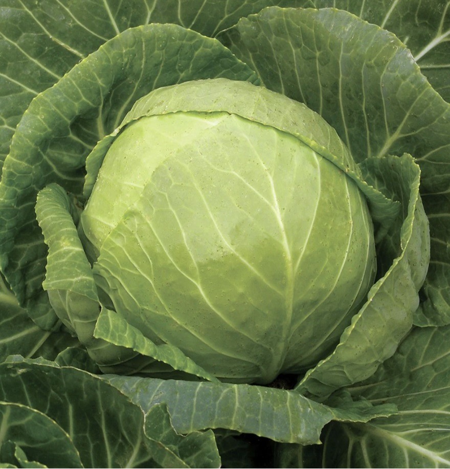 Cabbage Profile